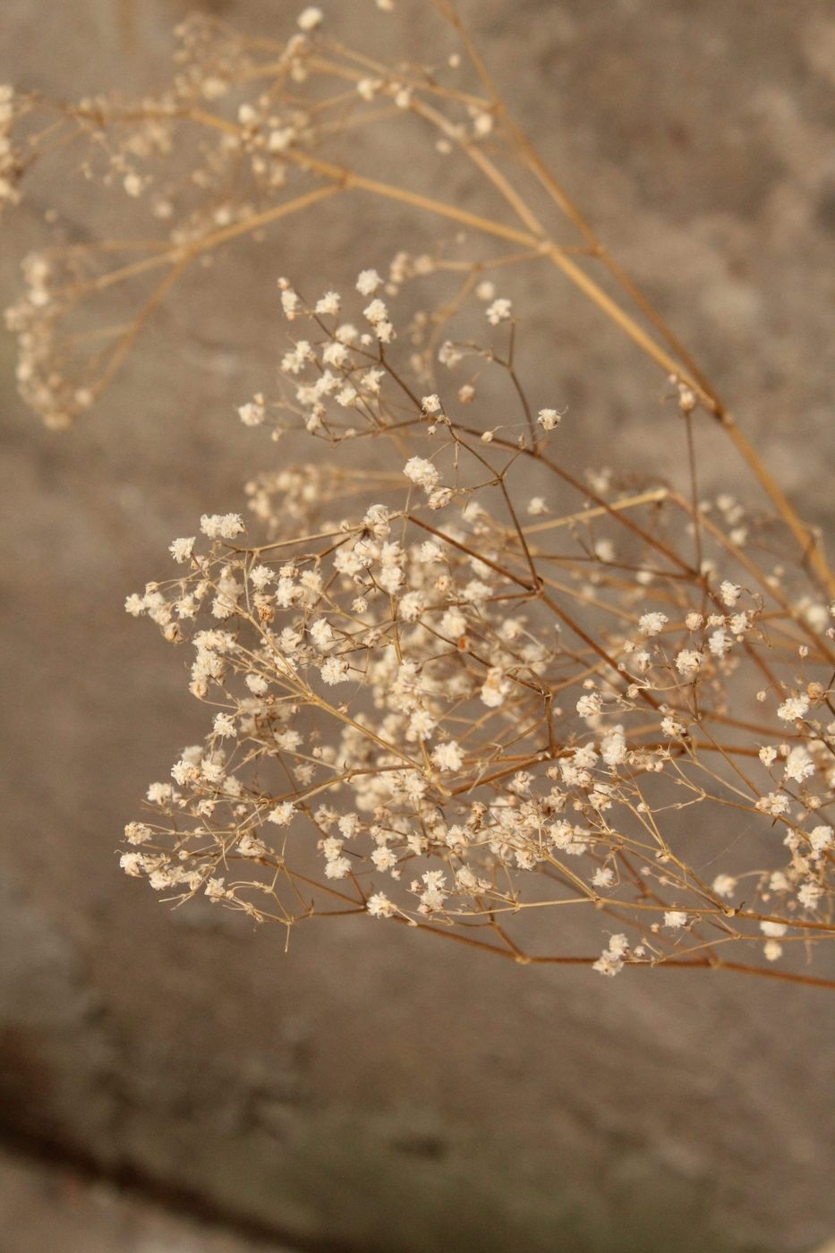 The Bloom that follows the Wind — lookbook photograph 15